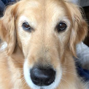 Meet your Posher, Travers